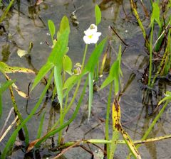 Sagittaria trifolia