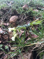 Cardamine kitaibelii
