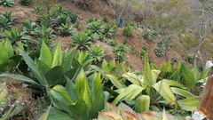 Agave cupreata