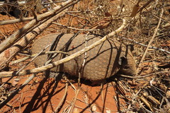 Cabassous unicinctus