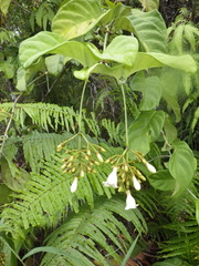 Utania