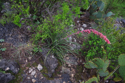 Hesperaloe parviflora