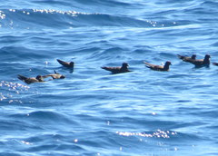 Hydrobates microsoma