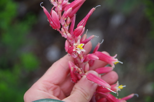 Hesperaloe parviflora