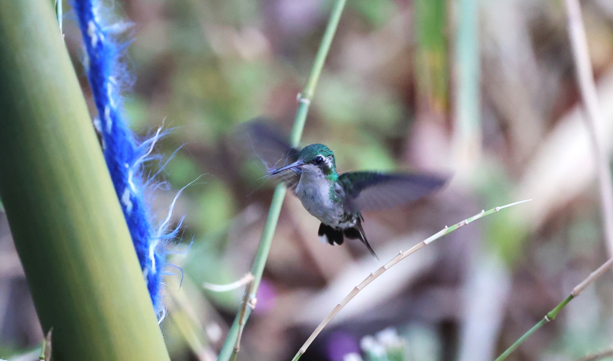 Canivet's Emerald (Cynanthus canivetii), photo 8
