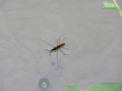 Gerris gracilicornis