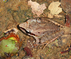 Craugastor longirostris