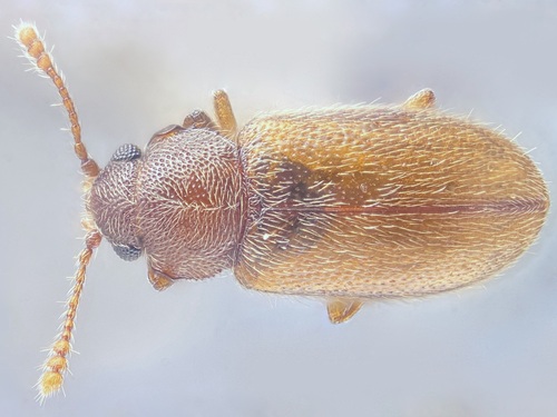 Micrambe ulicis