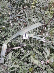 Pieris brassicae