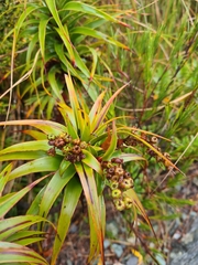 Dracophyllum menziesii, photograph (c) Mitch Van Dyke, some rights reserved (CC BY)