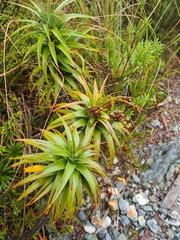 Dracophyllum menziesii, photograph (c) Mitch Van Dyke, some rights reserved (CC BY)