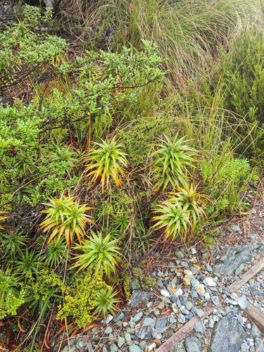 Dracophyllum menziesii, photograph 5