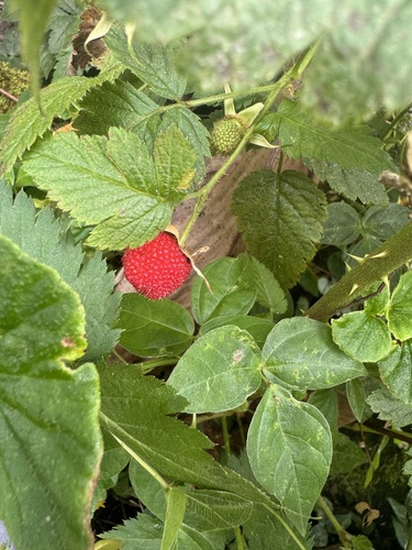 Rubus rosifolius observed 2026-04-21