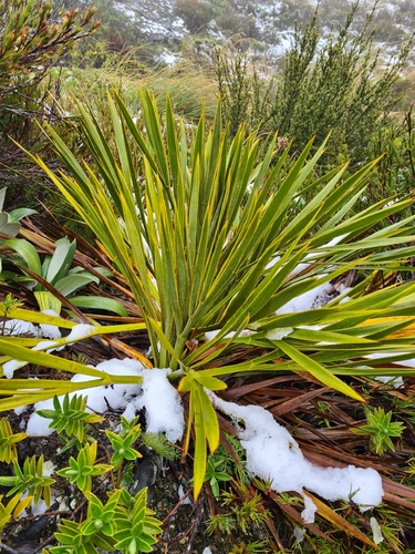 Aciphylla horrida, photograph 3