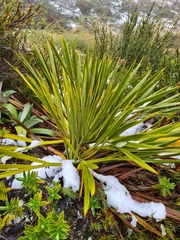 Aciphylla horrida, photograph (c) Mitch Van Dyke, some rights reserved (CC BY)
