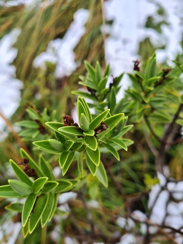 Veronica subalpina, photograph 3