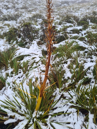 Aciphylla horrida