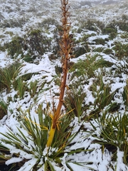 Aciphylla horrida
