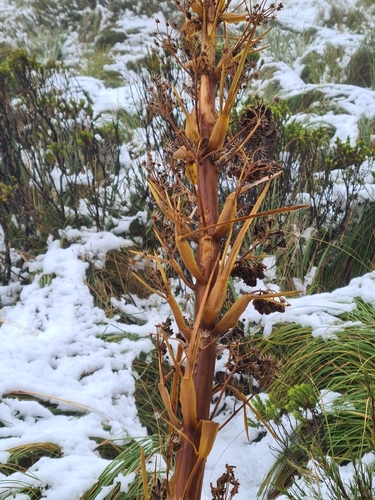 Aciphylla horrida, photograph 2
