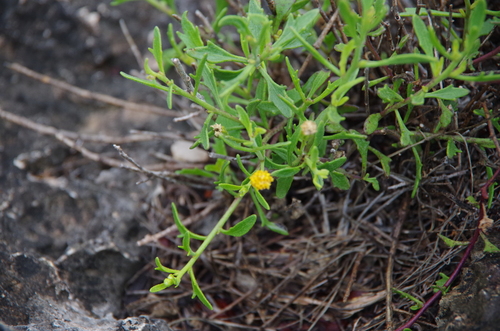 Image of Laphamia angustifolia by (c) Eric Knight, some rights reserved (CC BY)