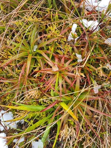 Dracophyllum menziesii, photograph 2