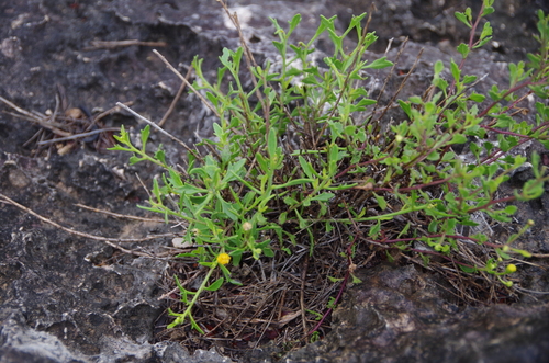 Image of Laphamia angustifolia by (c) Eric Knight, some rights reserved (CC BY)