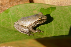 Boophis doulioti