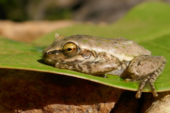 Boophis doulioti