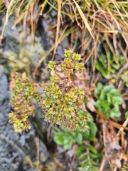 (c) Mitch Van Dyke, some rights reserved (CC BY) Gingidia montana, photograph (c) Mitch Van Dyke, some rights reserved (CC BY)