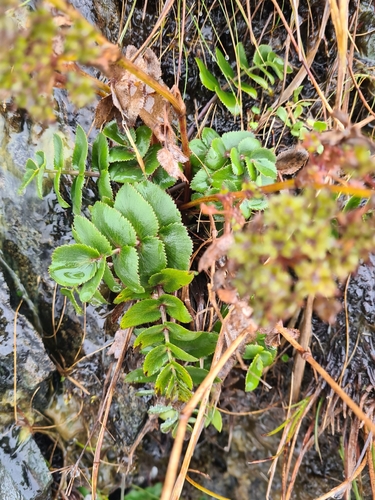 Gingidia montana, photograph 5