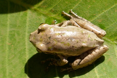Boophis doulioti