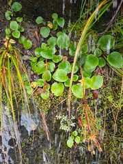 Ourisia macrocarpa, photograph (c) Mitch Van Dyke, some rights reserved (CC BY)