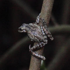 Osteopilus vastus