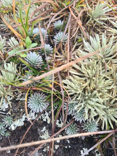 Raoulia grandiflora, photograph 5