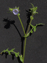 Pholistoma auritum arizonicum