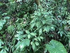 Crateva adansonii formosensis