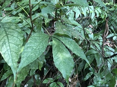 Crateva adansonii formosensis