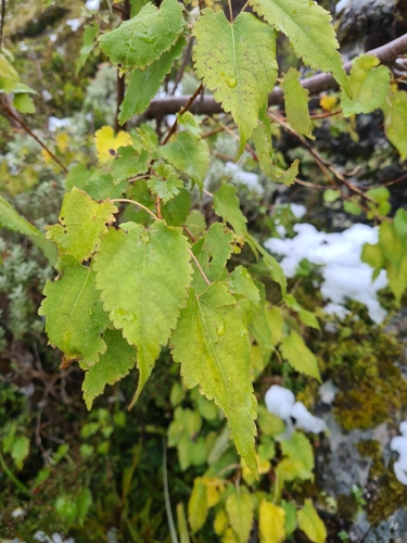 Hoheria glabrata, photograph 1
