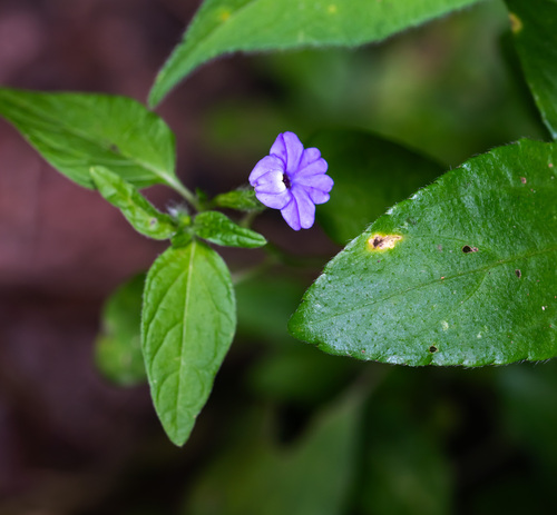 Jamaican forget-me-not (Browallia americana)