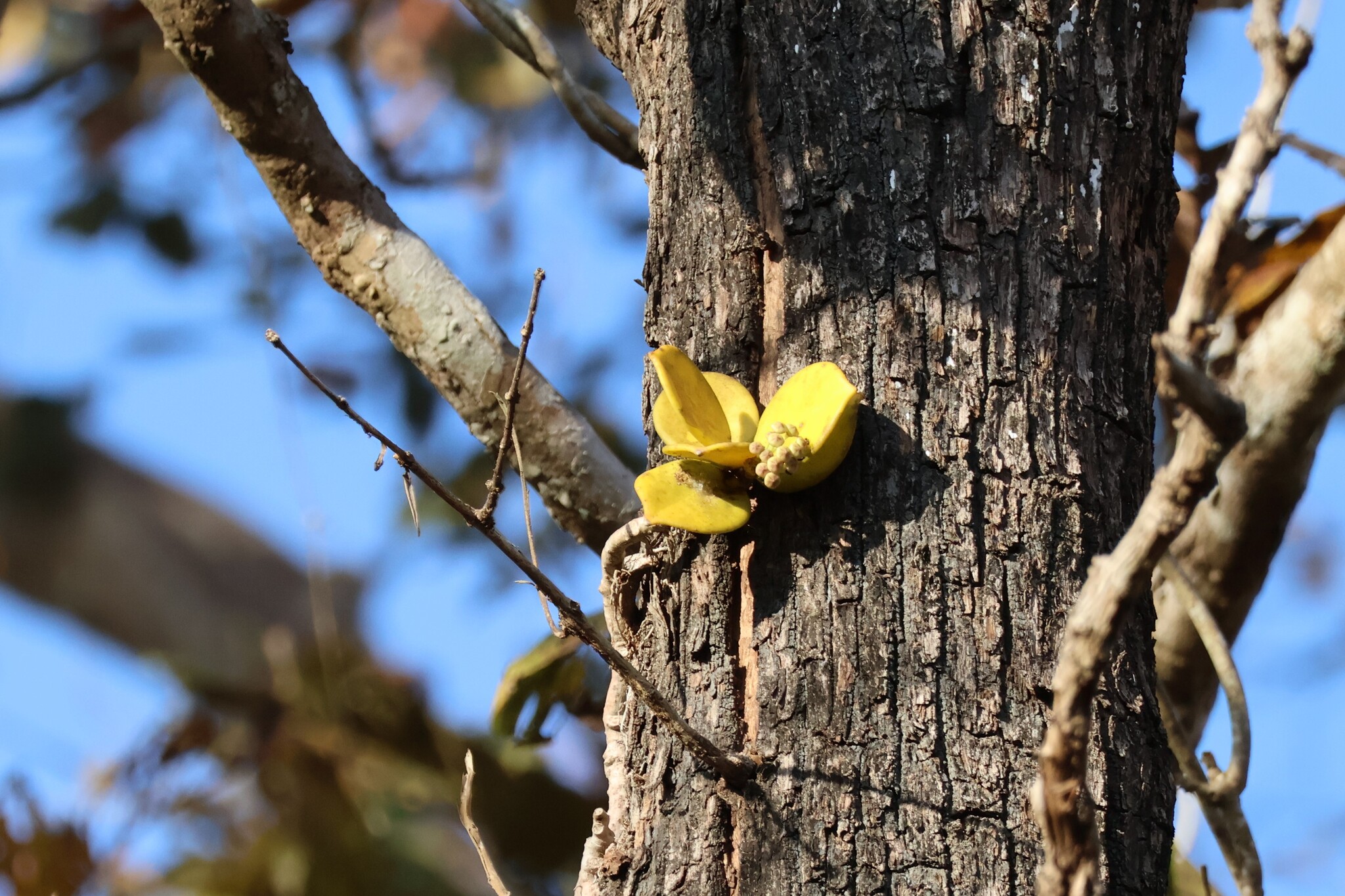 Dischidia major (Dischidia major)