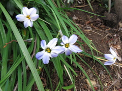Ipheion uniflorum