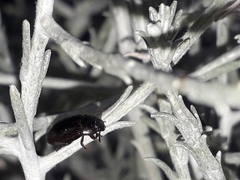 Alphitobius diaperinus