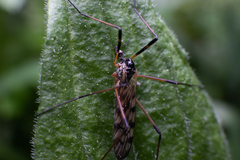 Limonia maculipennis