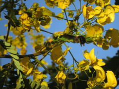Xylocopa grisescens