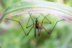 Limonia maculipennis