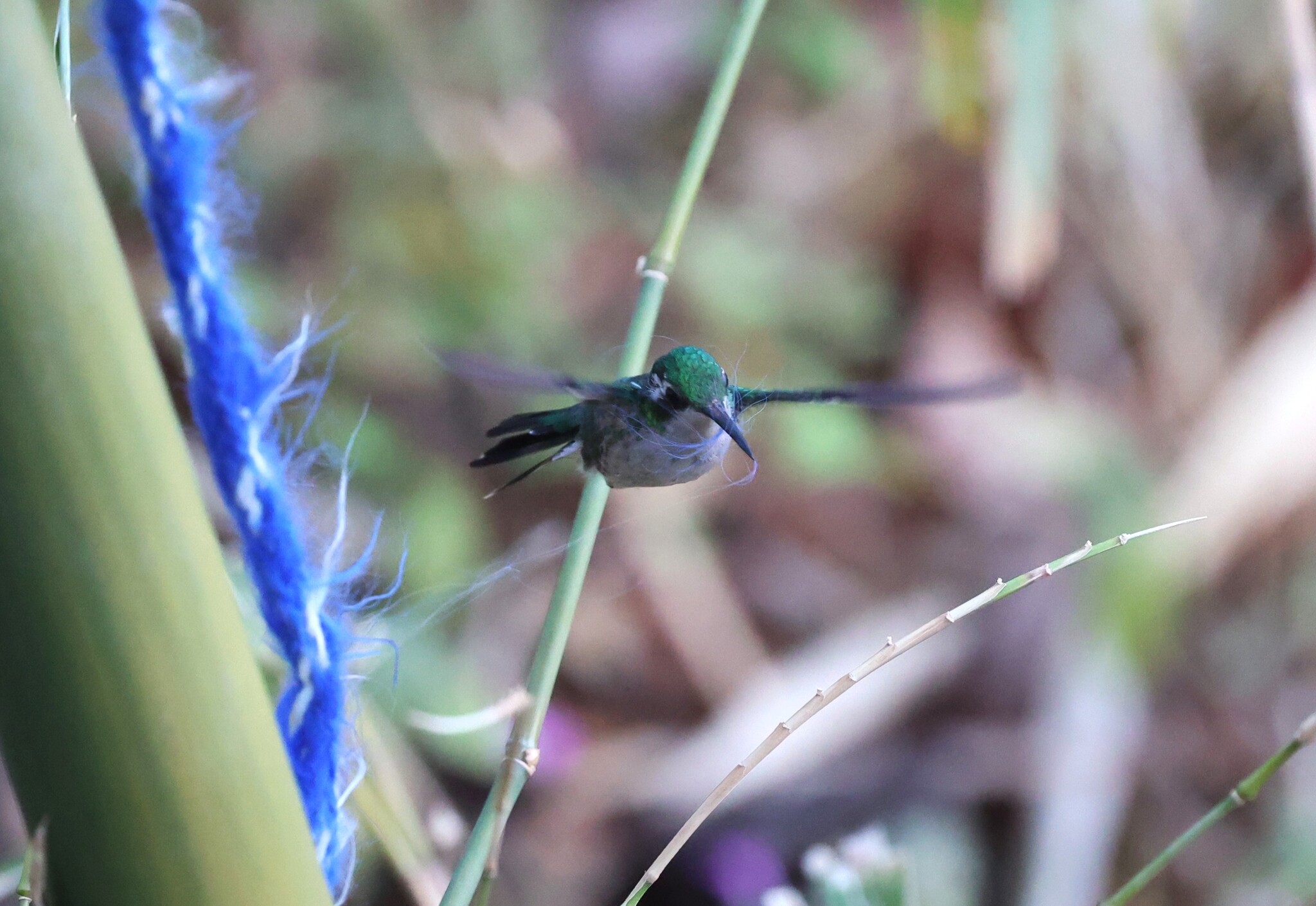 Canivet's Emerald (Cynanthus canivetii), photo 9