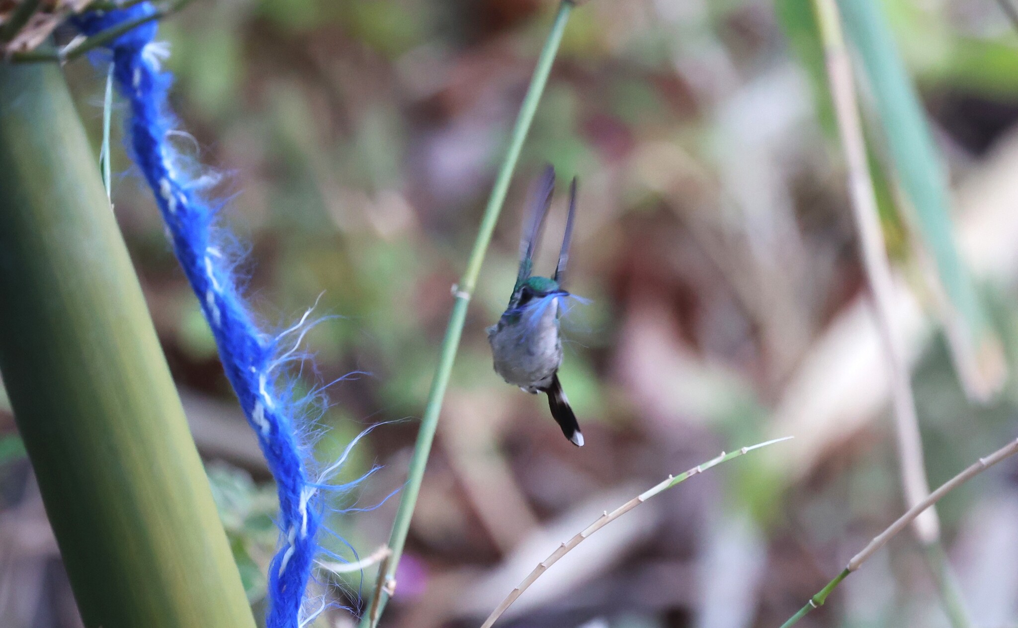 Canivet's Emerald (Cynanthus canivetii), photo 10