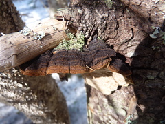 Phellinus chrysoloma