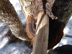 Phellinus chrysoloma