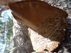 Phellinus chrysoloma